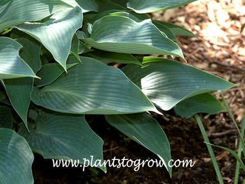 Hosta 'Blue Arrow'
The point blue leaves, hence the common name  Blue Arrow.